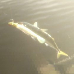 シーバスゲット サバは活性高し